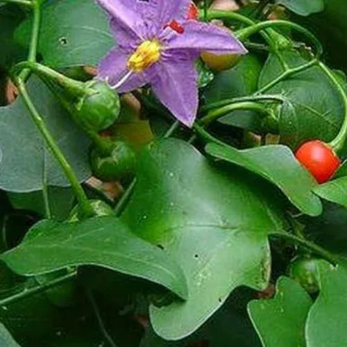 தூதுவளை – Purple Fruited Pea Eggplant Leaves (Thoothuvalai) 1bun