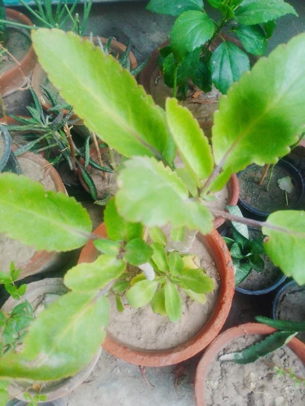 Pathar Chata Plant
