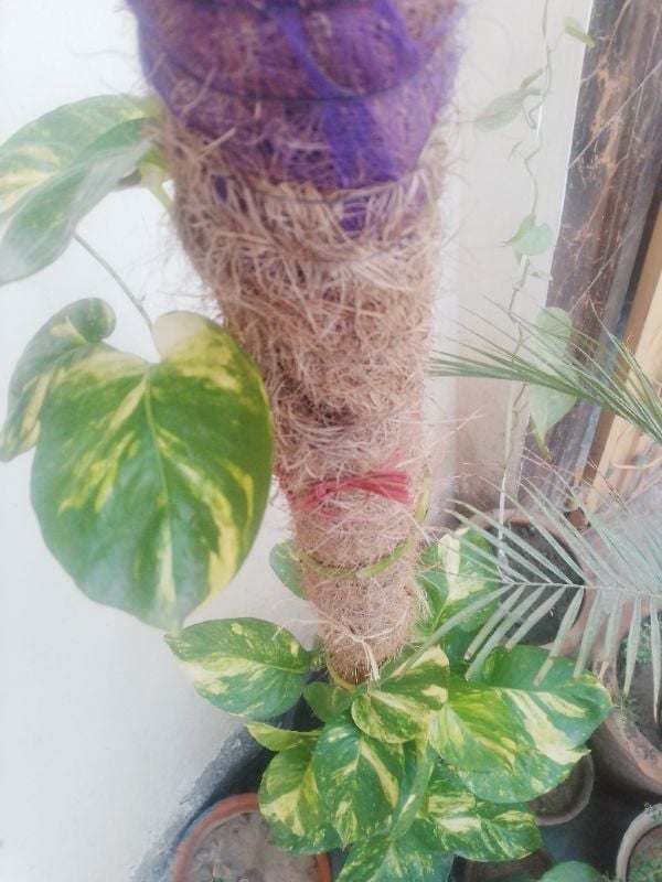 Money Plant Big Leaf Verigated