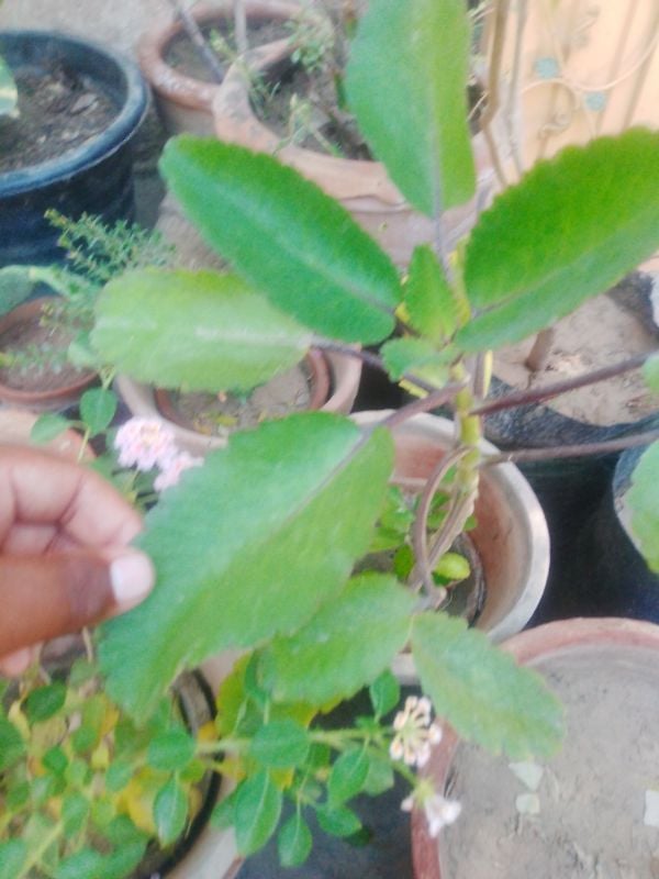 Pathar Chata Plant