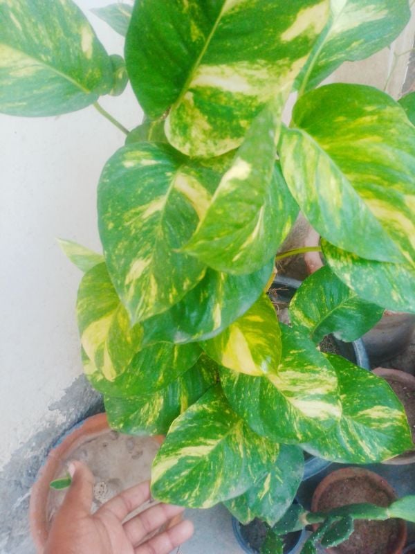 Money Plant Big Leaf Verigated