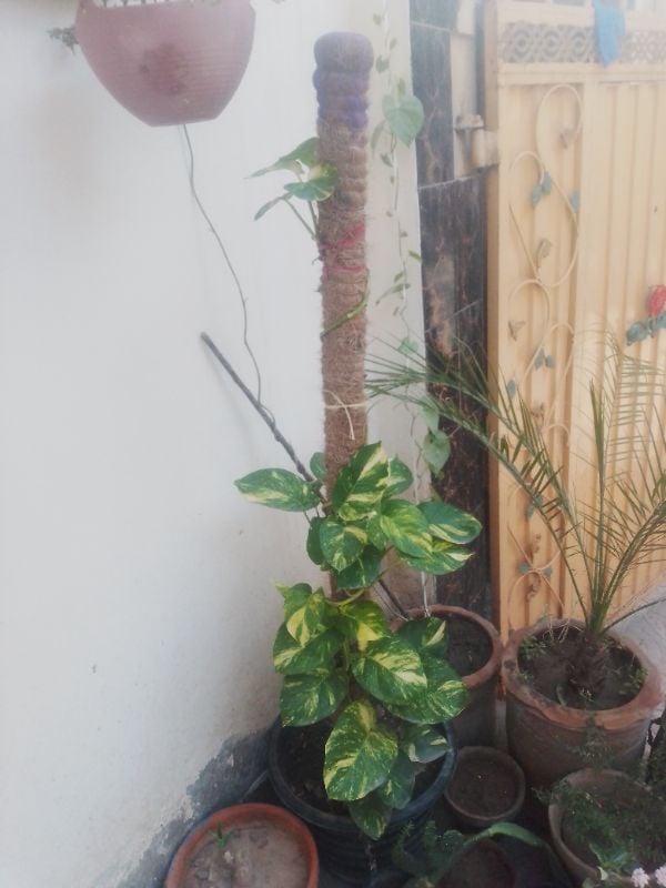 Money Plant Big Leaf Verigated
