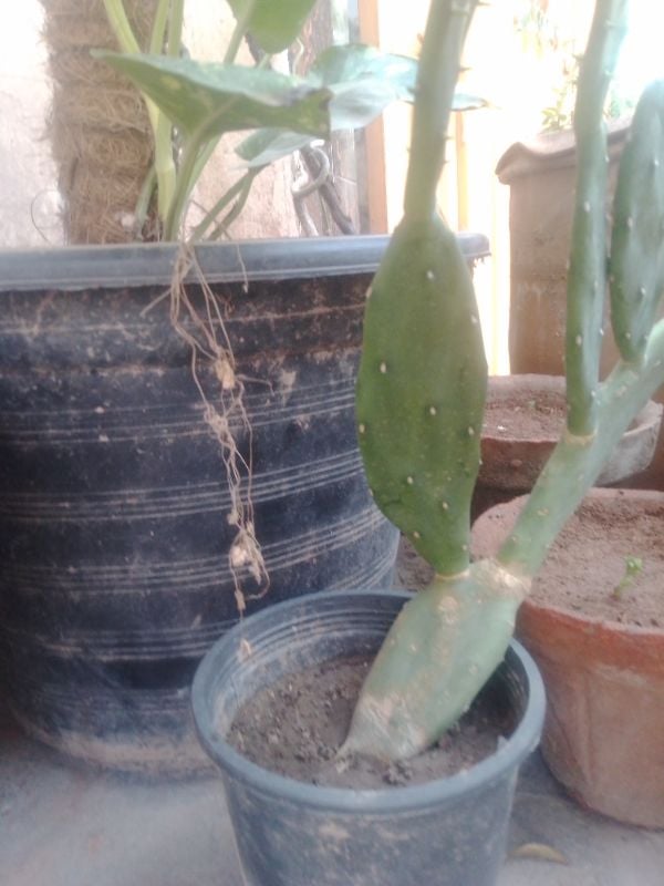 Money Plant Big Leaf Verigated