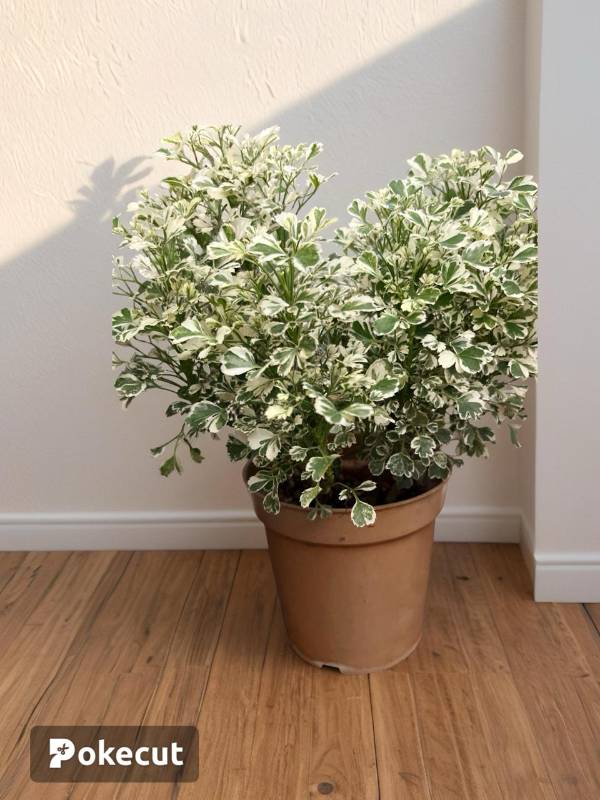 Ball Aralia/Variegated Ming Aralia