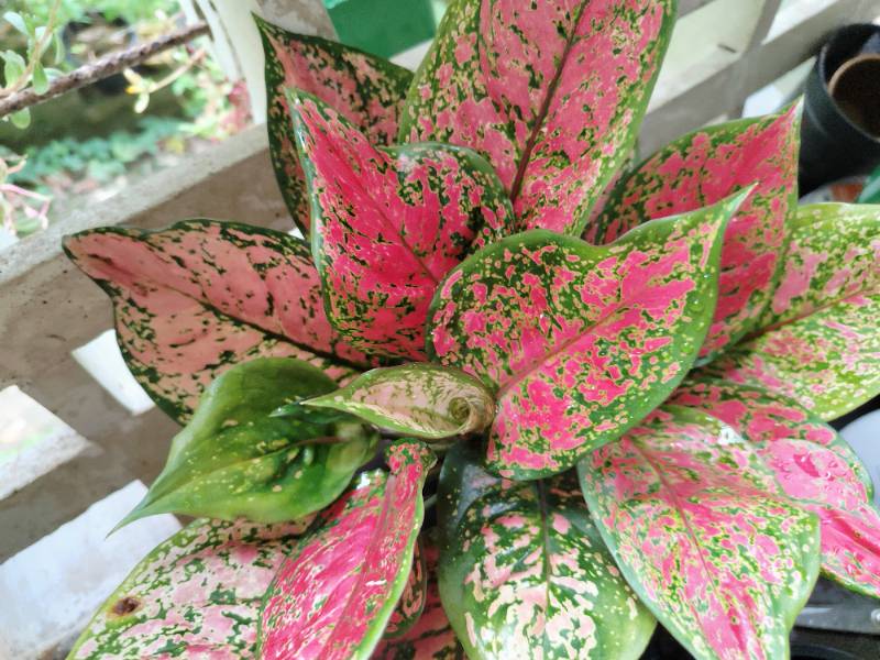 Aglonima Red Valentine