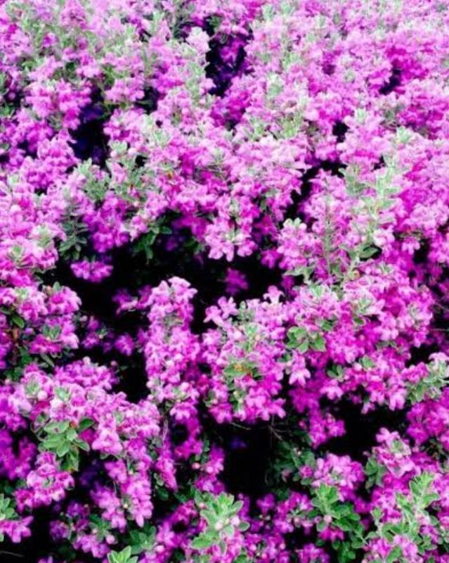 Nikodia Plant with pot