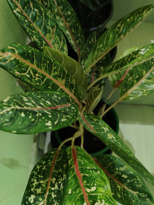 Aglonima Dona Carmen