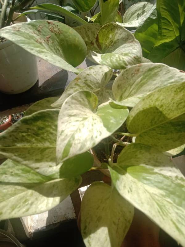 Marble Queen Pothos