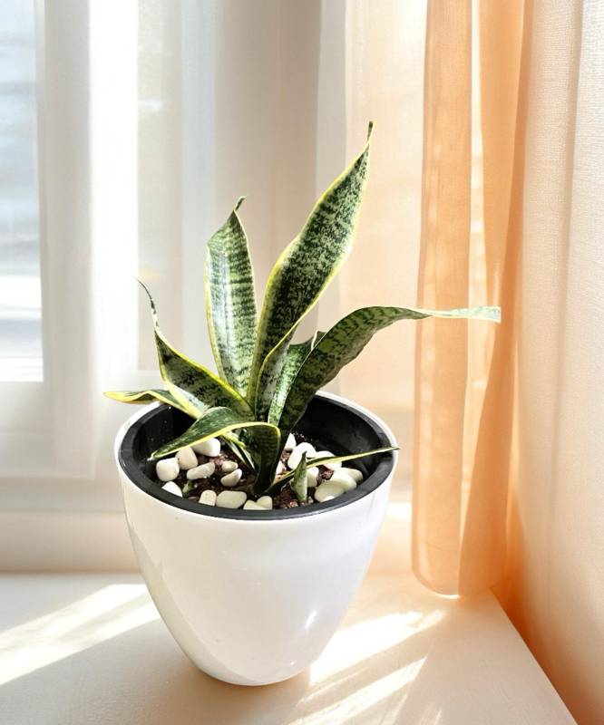 Sansevieria trifasciata 'Laurentii' (Snake Plant)