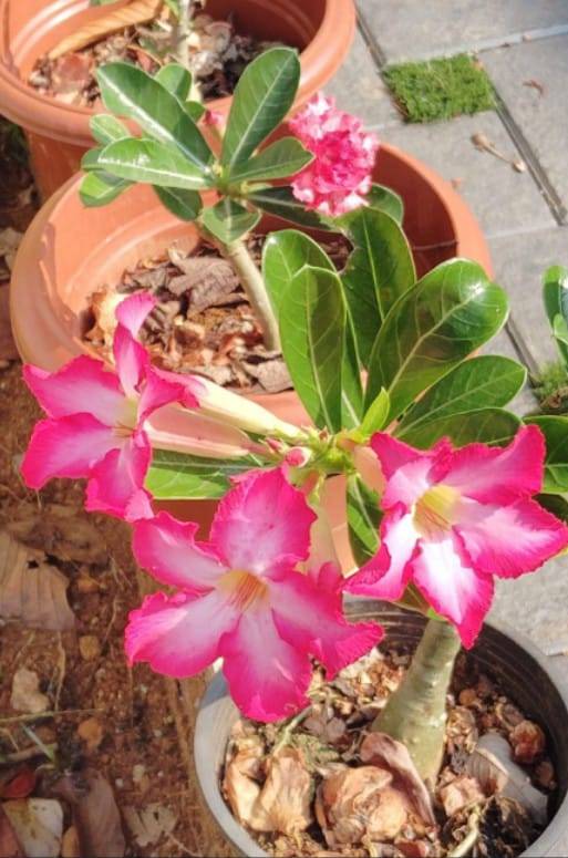 Adenium Plant