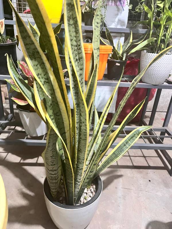 Sansevieria trifasciata 'Laurentii' (Snake Plant)