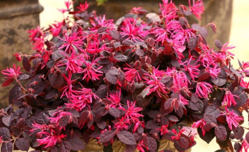 Lorapetalam Plant with pot