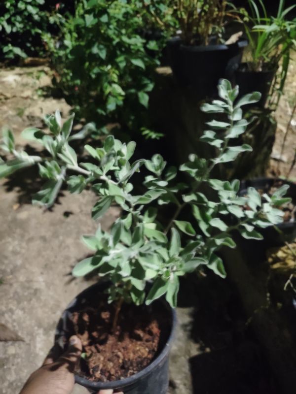 Nikodia Plant with pot
