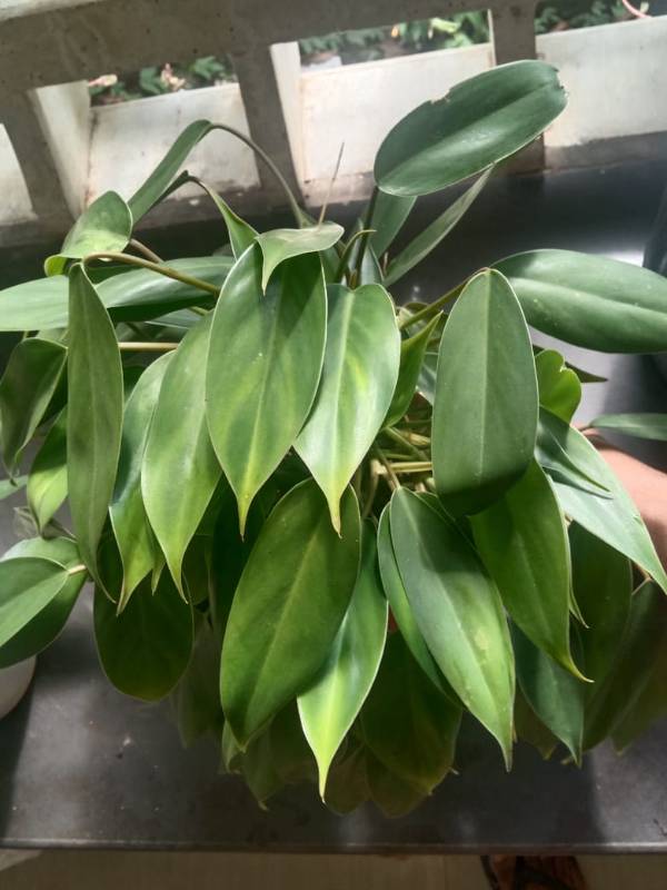 Philodendron Green