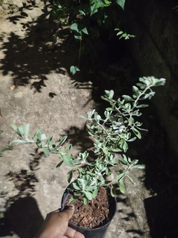 Nikodia Plant with pot