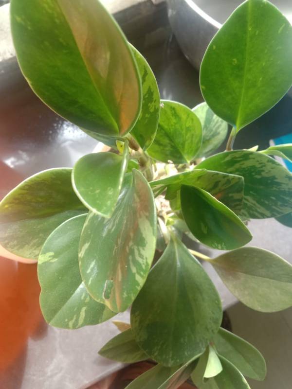 Variegated Peperomia