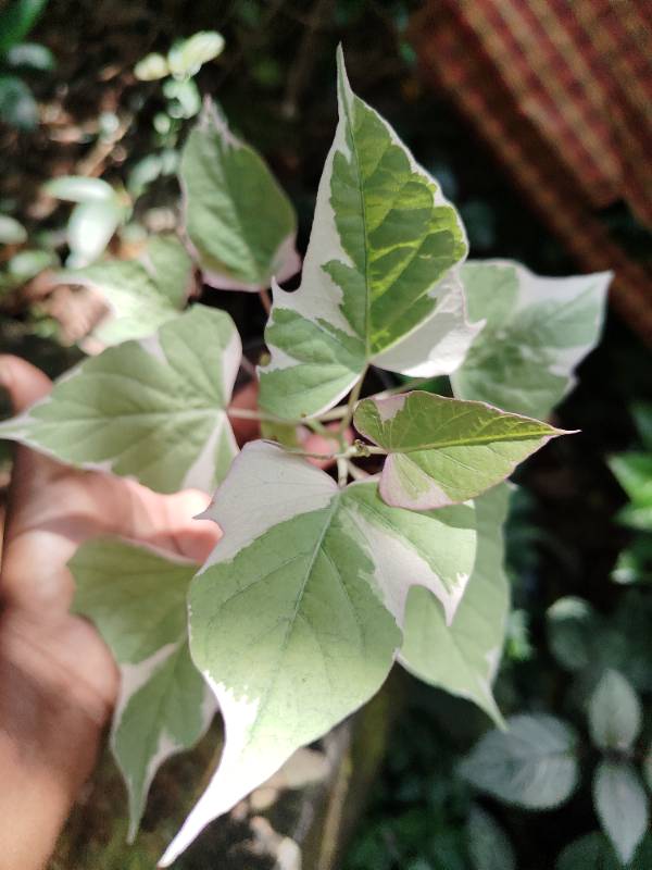 Ipomoea Batatas(Pink Frost)