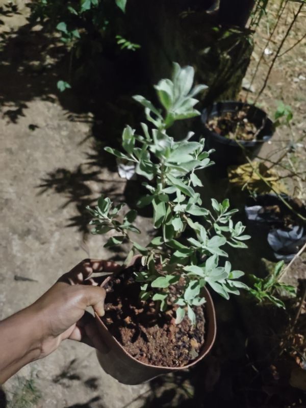 Nikodia Plant with pot