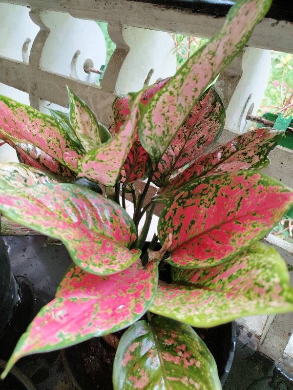 Aglonima Red Valentine