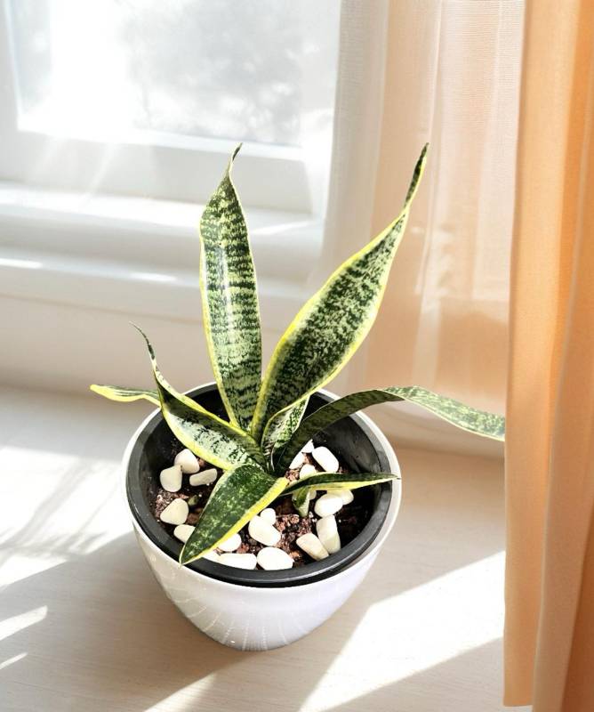 Sansevieria trifasciata 'Laurentii' (Snake Plant)