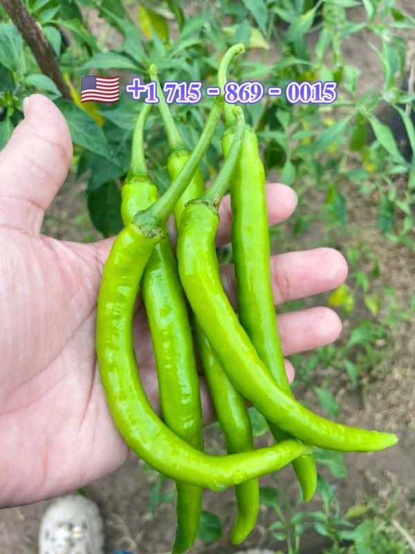 Ớt Chỉ Địa Trái Xanh Miền Trung 01