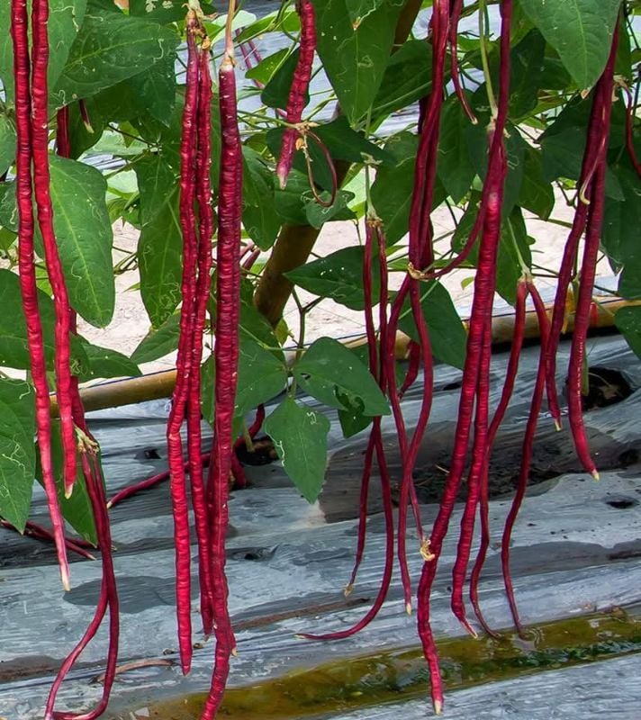 Đậu Đũa Tím [ E-W Seeds - Thái Lan ]