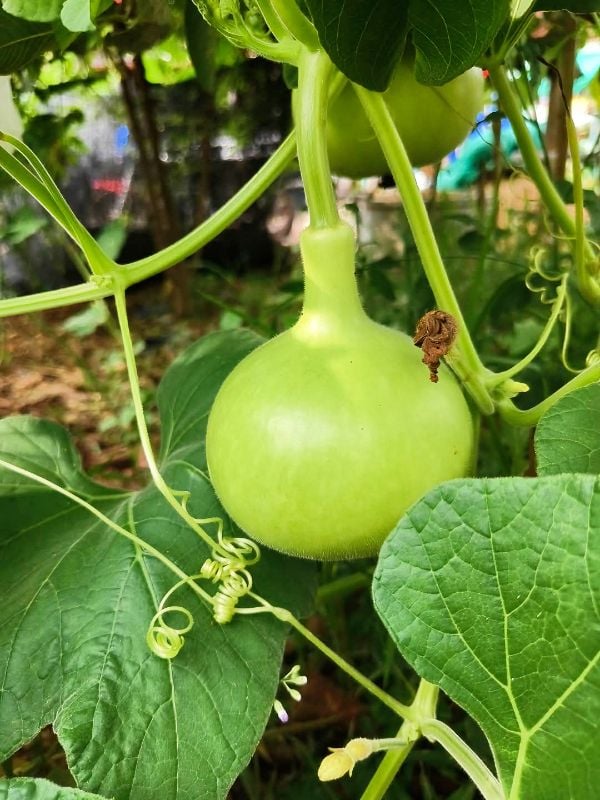 Bầu Trái Tròn [ E-W Seeds - Thái Lan ]