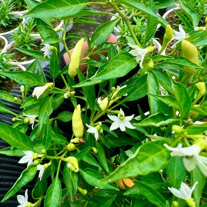 Ớt Xiêm Trắng Thái Lan
