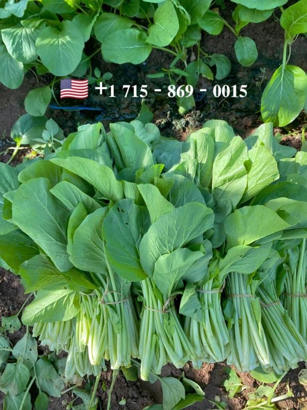 Cải Ngọt Khổng Lồ [ E-W Seeds - Thái Lan ]