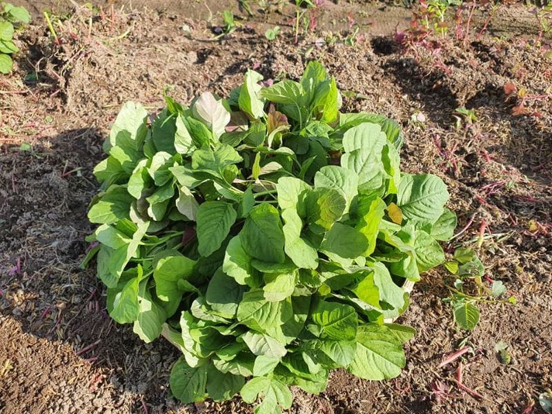 Dền Cơm [ JUIJIA - Thái Lan ]