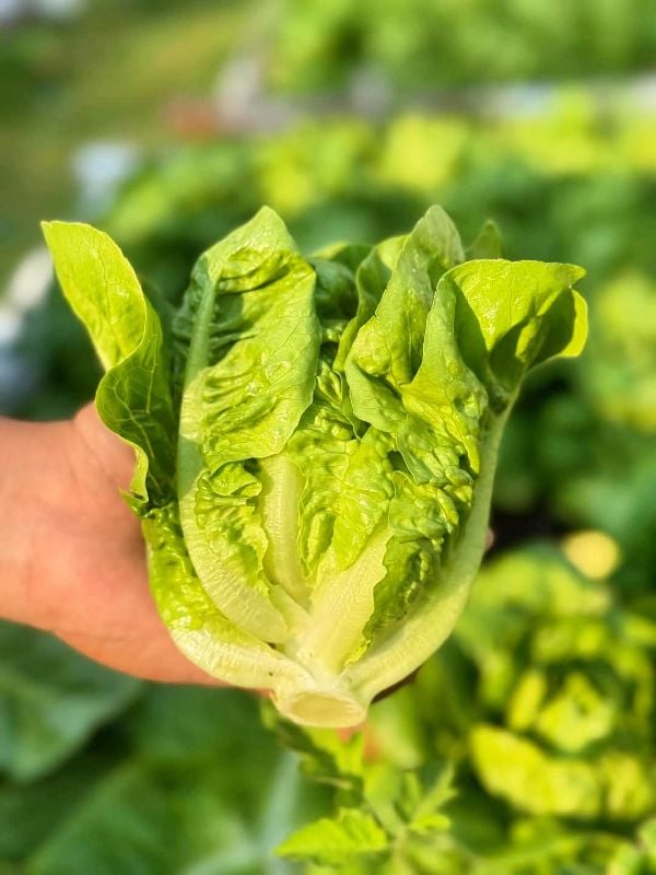 Xà Lách Búp - Renato [ JUIJIA - Thái Lan ]