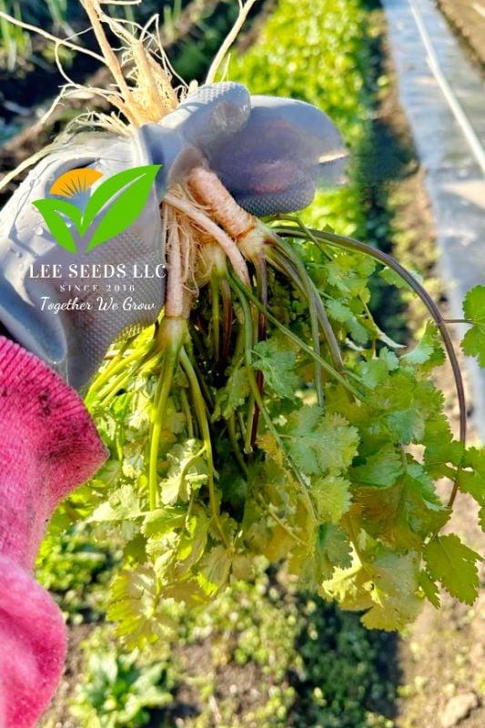 Ngò Thân Tía ( Tím )