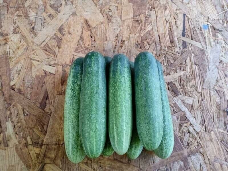 Dưa Leo Thái Lan F1 [ JUIJIA ]