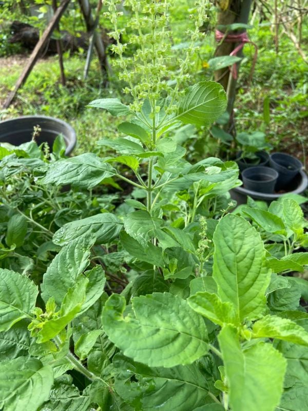 Húng Quế Xanh Lá To [ E-W Seeds - Thái Lan ]