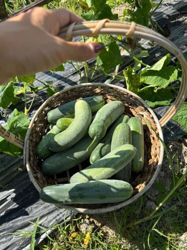 Dưa Leo Lai F1 Trái Dài [ E-W Seeds - Thái Lan ]