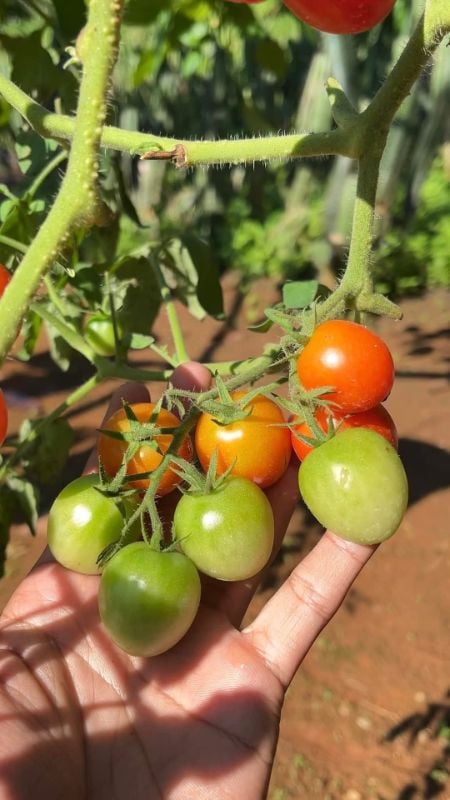 Cà Chua Bi Lai F1 390 [ E-W Seeds - Thái Lan ]