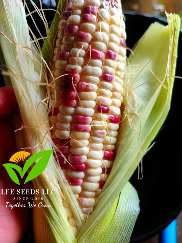 Bắp Nếp Cẩm Hồng Lai F1 [ E-W Seeds - Thái Lan ]