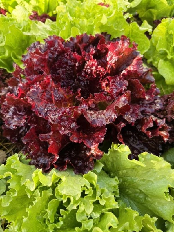 Xà Lách Xoăn Tím Thái Lan ( Red Coral ) [ JUIJIA ]