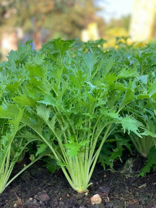 Cải Đuôi Phụng [ E-W Seeds - Thái Lan ]