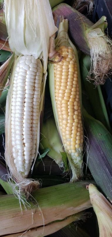 Bắp Nếp Lào Vàng