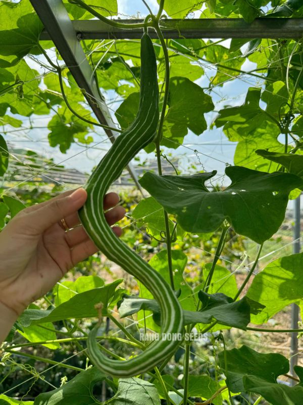 Mướp Rắn Lai F1 RADO 68