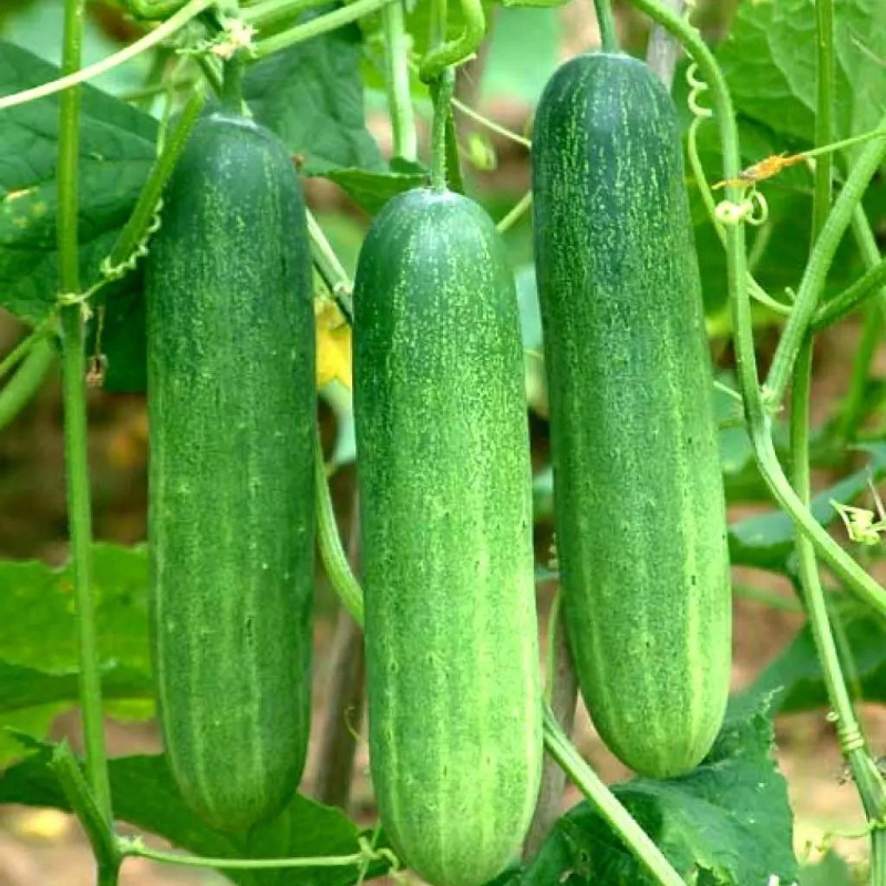 Dưa Leo Nếp Lai [ JUIJIA - Thái Lan ]