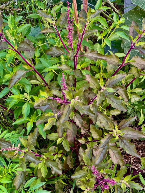 Húng Quế Đỏ [ E-W Seeds - Thái Lan ]