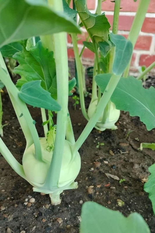 Su Hào Trắng RD703