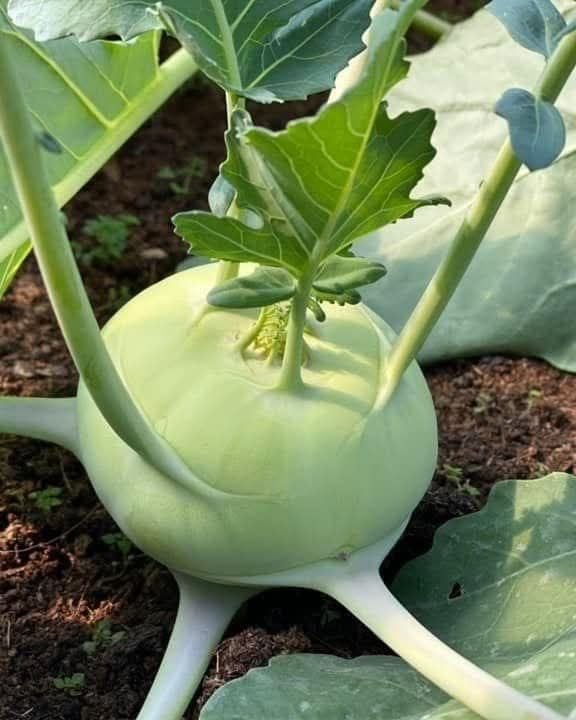 Su Hào Trắng RD703