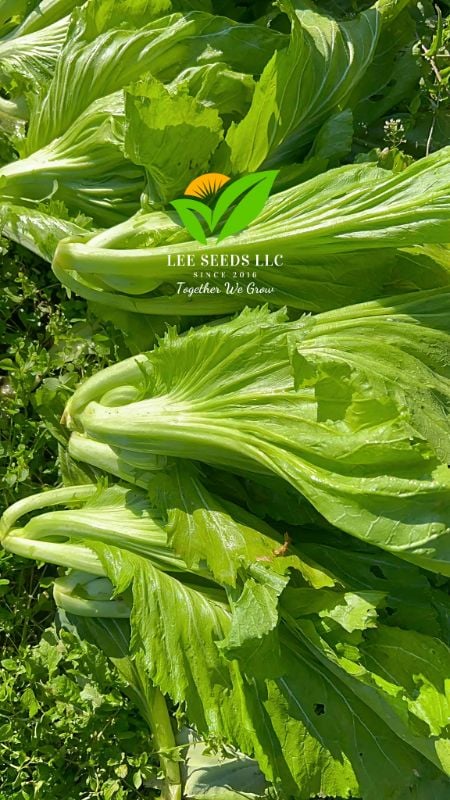 Cải Bẹ Dưa - Donkey [ JUIJIA - Thái Lan ]