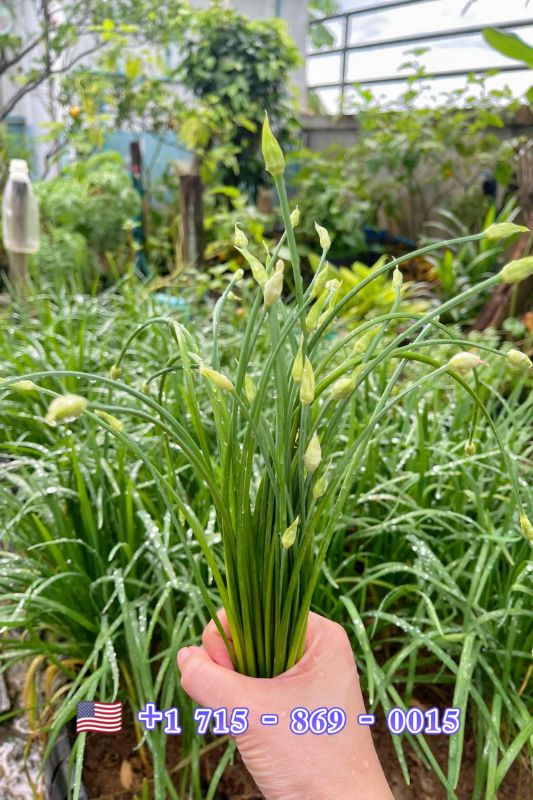 Hẹ Ăn Bông RD523