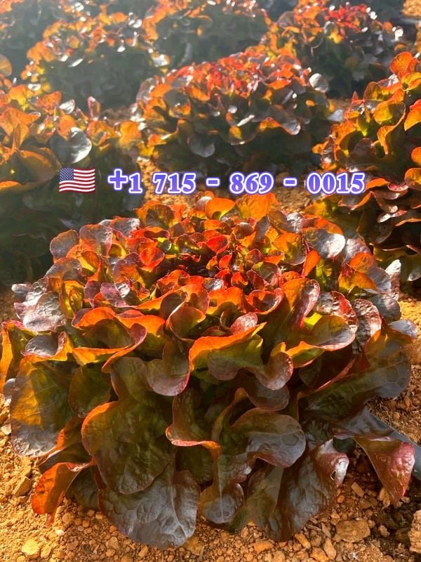 Xà Lách Sồi Đỏ - Oakleaf Red [ JUIJIA - Thái Lan ]