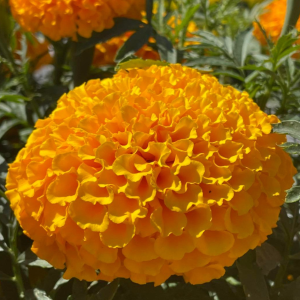 Hoa Vạn Thọ Cam - Deep Gold [ JUIJIA - Thái Lan ]