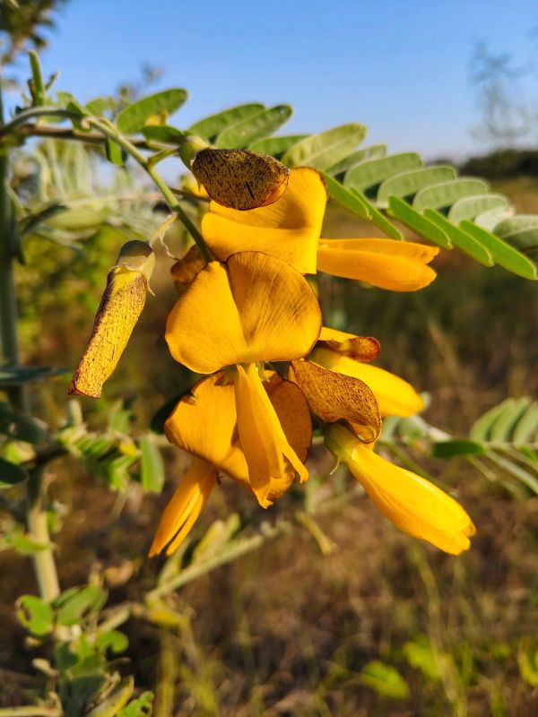 Bông Điên Điển - Sunn Hemp [ JUIJIA - Thái Lan ]